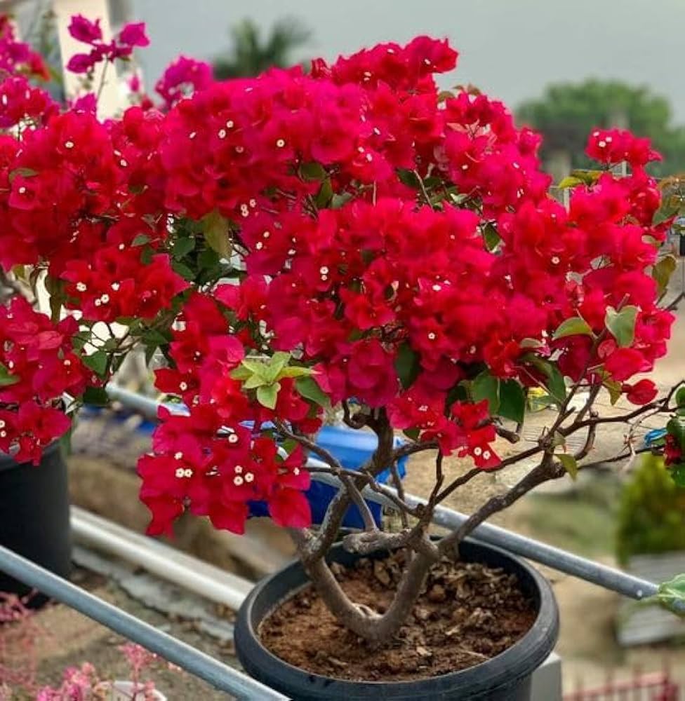 Red bougainvillea seeds for planting