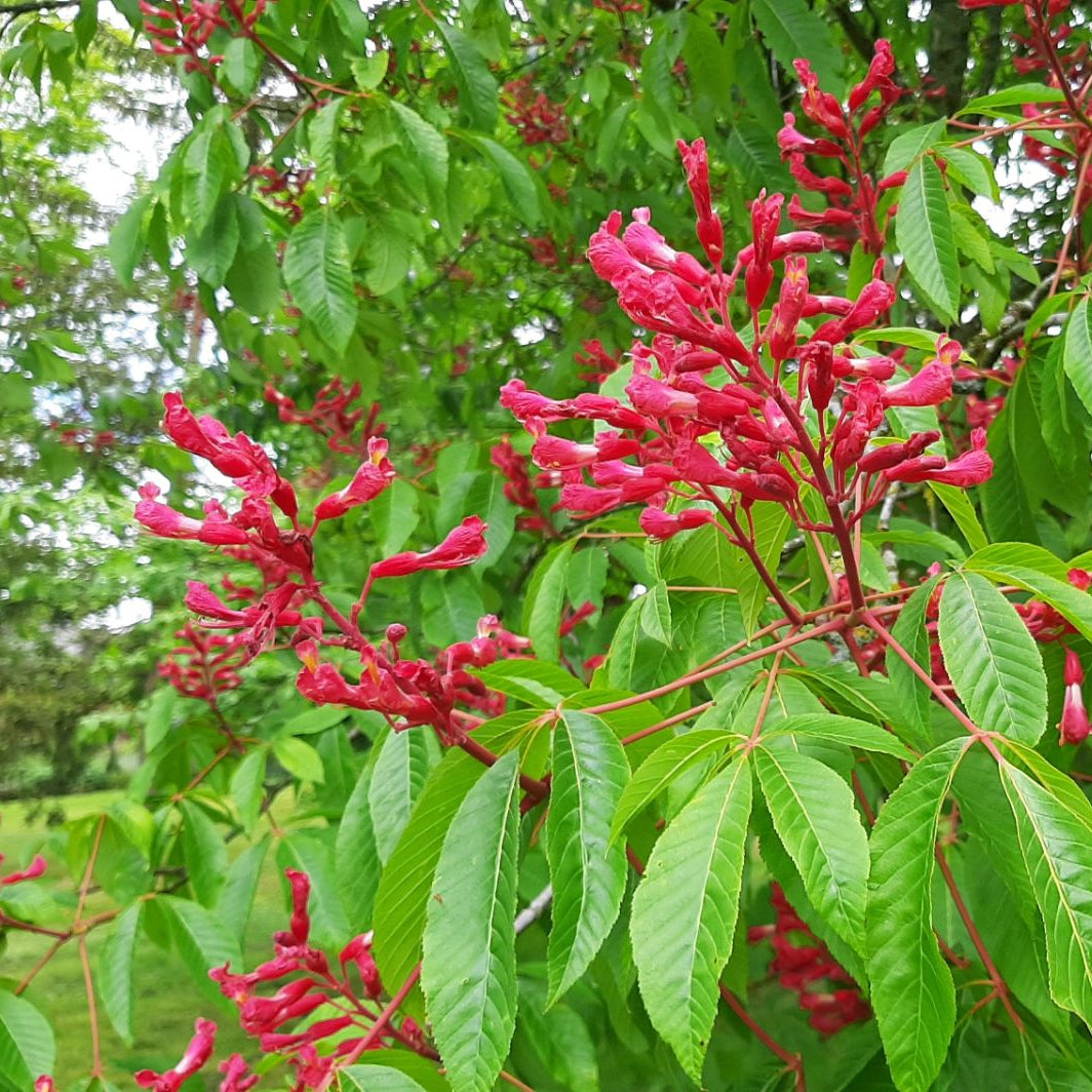 Red Buckeye tree for landscaping