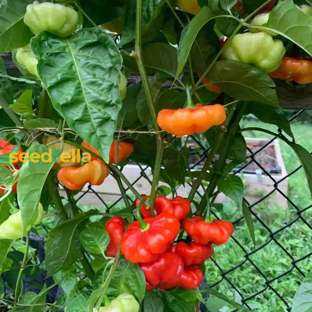 Red Cachucha Vegetable Seeds For Easy Planting Seeds