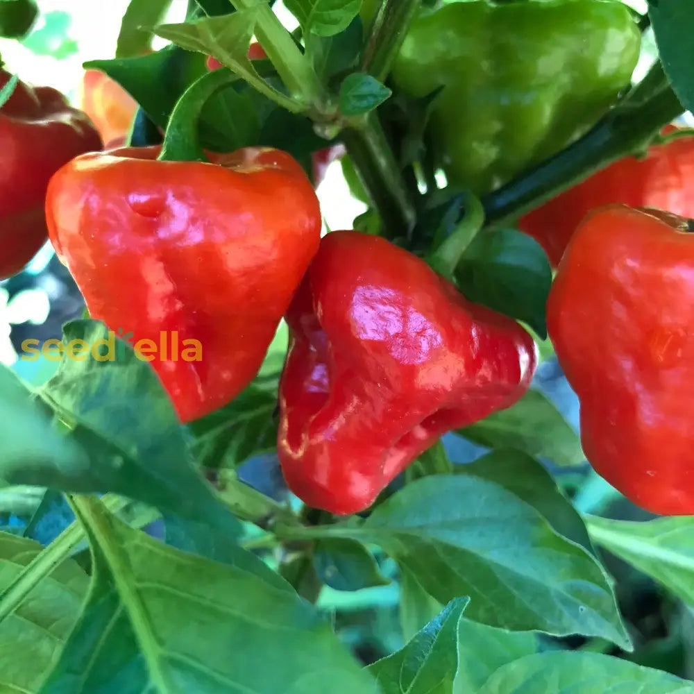 Red Cachucha Vegetable Seeds For Easy Planting Seeds