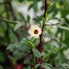Red calyx hibiscus seeds Rosella variety for gardens