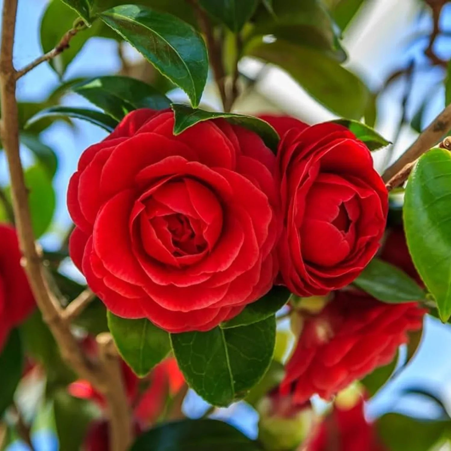 Red Camellia Garden Seeds – Evergreen Shrub with Flowers