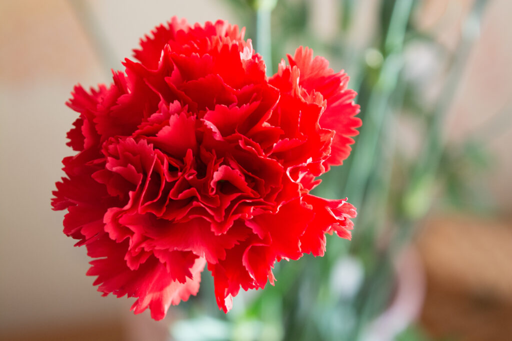 Red Carnation Flower Seeds for Planting