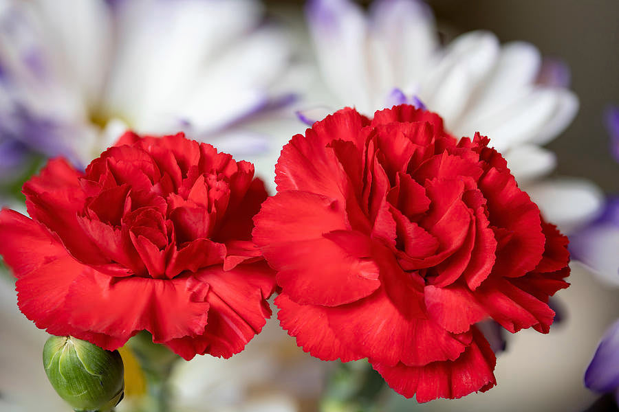 Dianthus Caryophyllus Flower Seeds For Planting - Vibrant Baren Red Colorful Displays