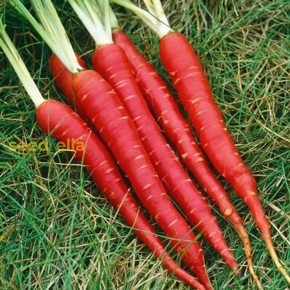 Red Carrot seeds for planting in home gardens