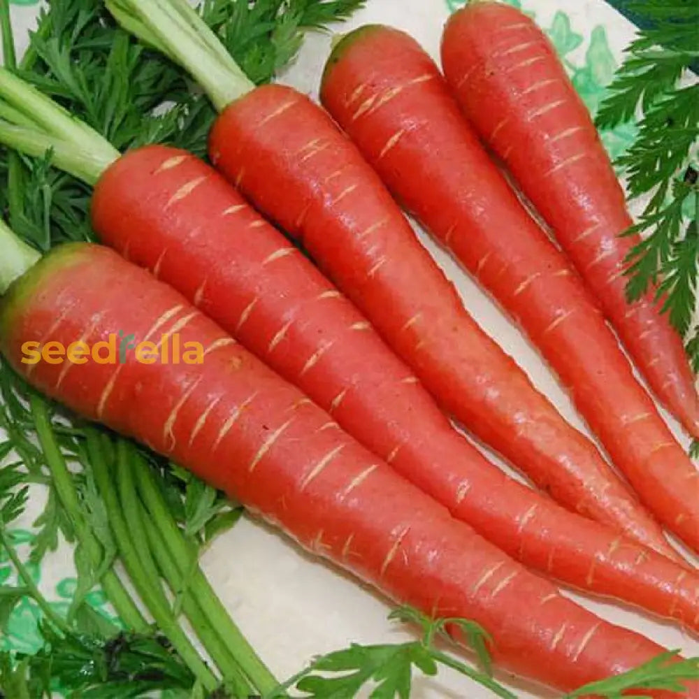 Red Carrot Vegetable Seeds For Planting Seeds