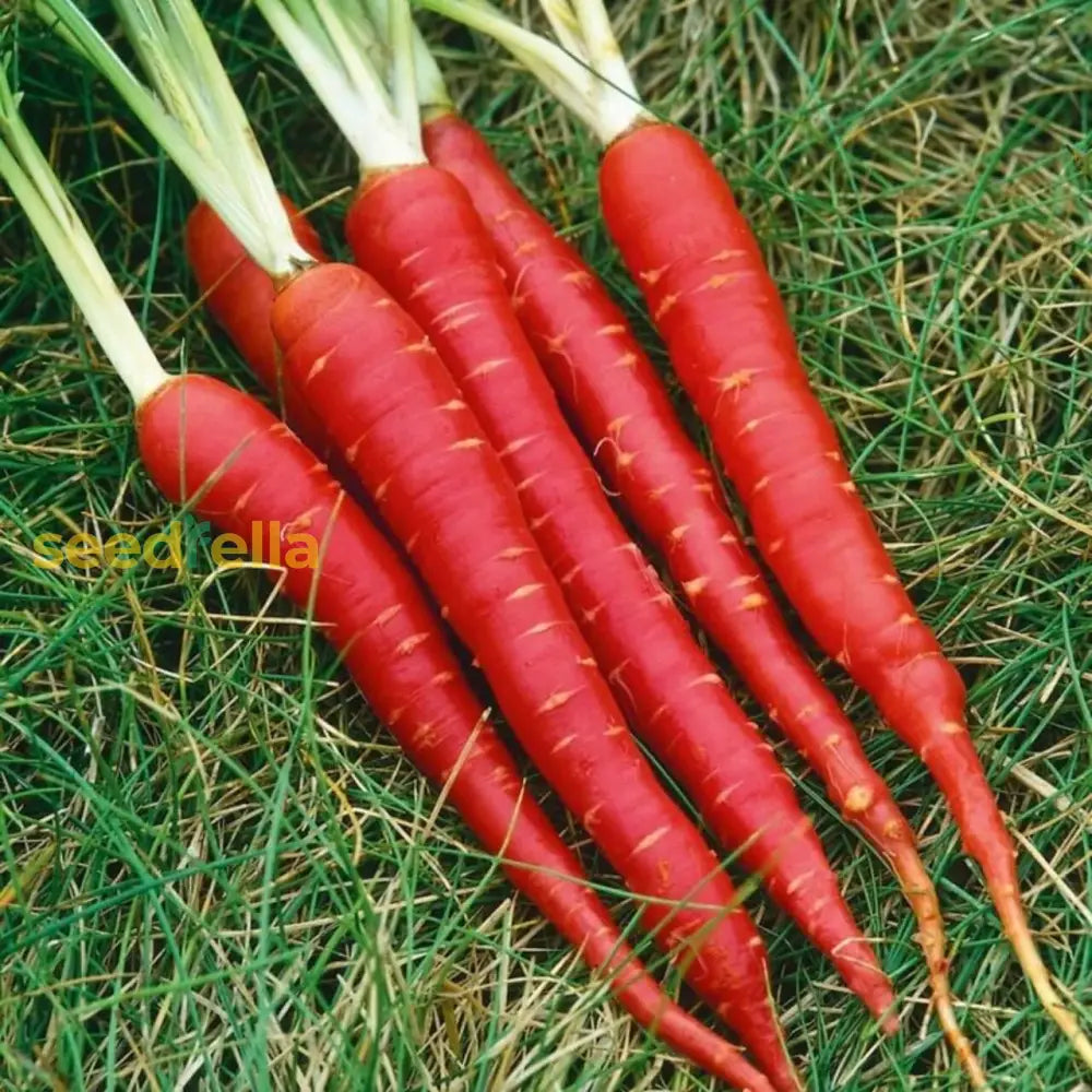 Red Carrot Vegetable Seeds For Planting Seeds