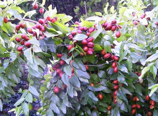 Red Chinese Date Tree (Ziziphus jujuba) seeds for planting