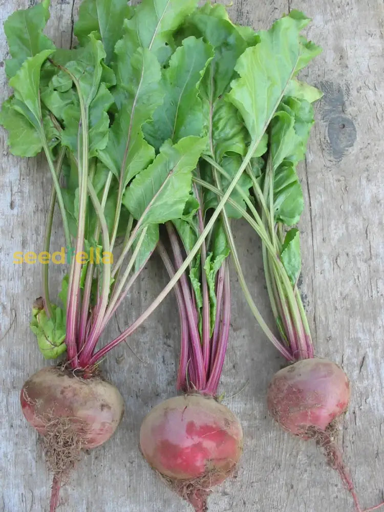 Red Chioggia Beet seedlings sprouting in soil