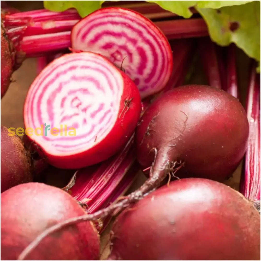 Red Chioggia Beet Seeds For Home Gardening Vegetable Seeds