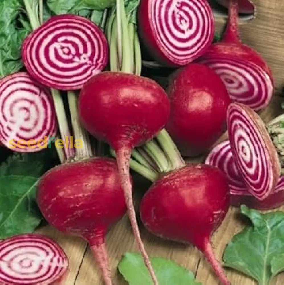 Red Chioggia Beet seeds for planting non GMO