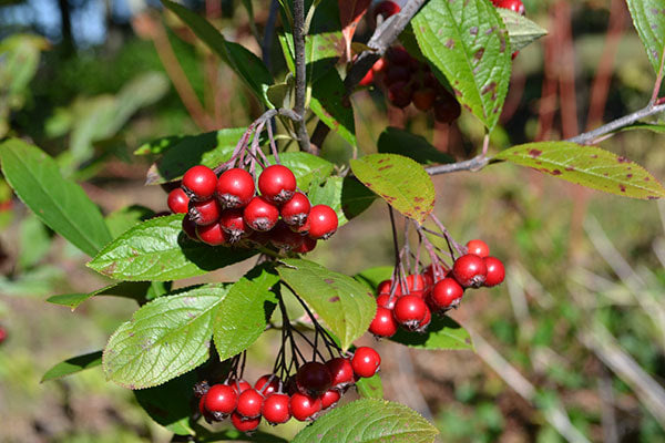 Red Chokeberry shrub with bright red fall foliage