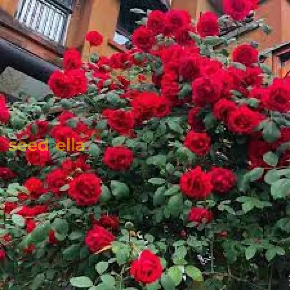 Red Climbing Flower Seeds For Planting - Vibrant Blooms Your Garden