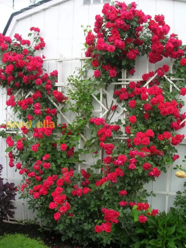 Red Climbing Flower Seeds For Planting - Vibrant Blooms Your Garden