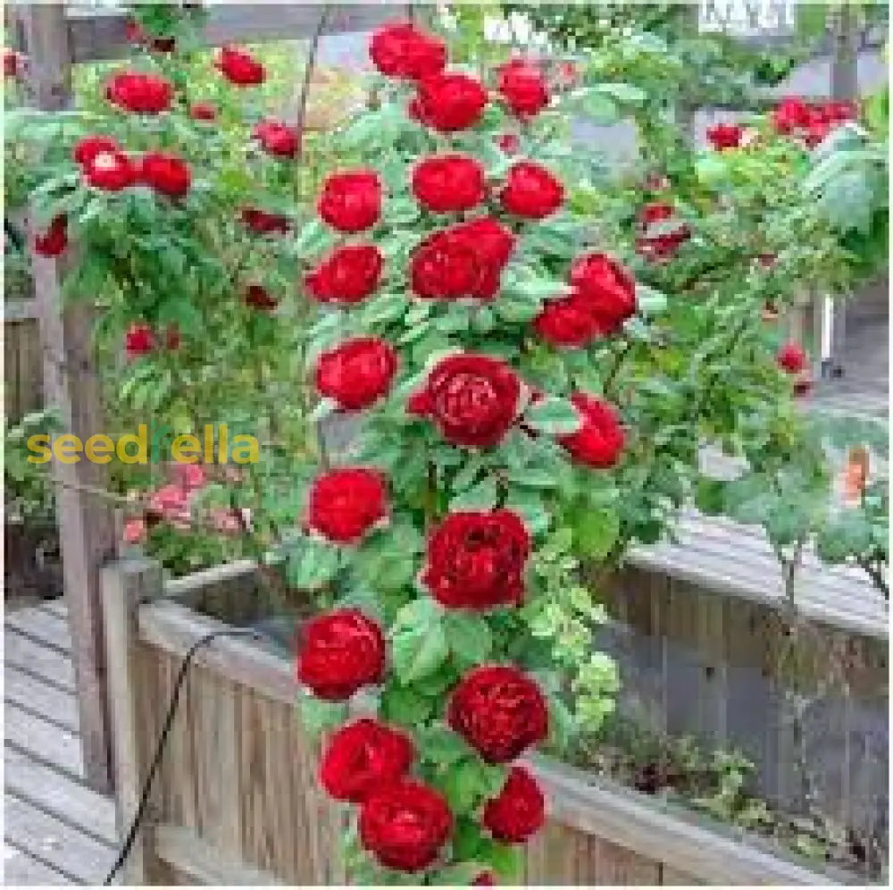 Chlorisium Climbing Rose Seeds - 1000pcs Red Perennial Vine Rose Seeds For Garden Planting