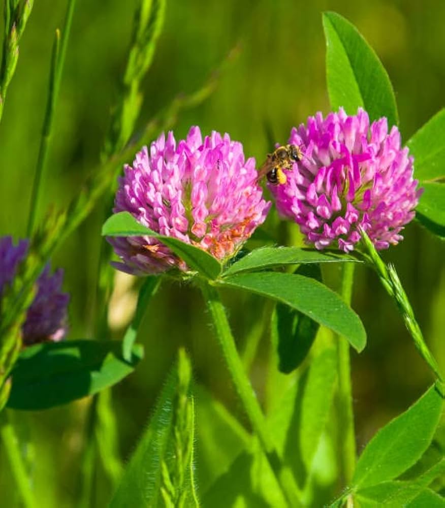 Red Clover flower seeds for meadow planting
