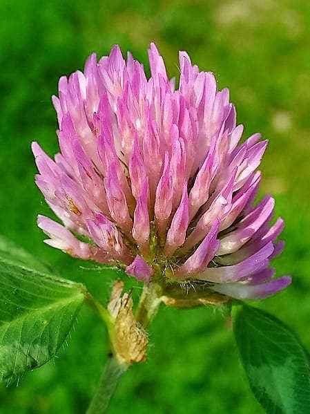Red Clover seeds for ground cover planting