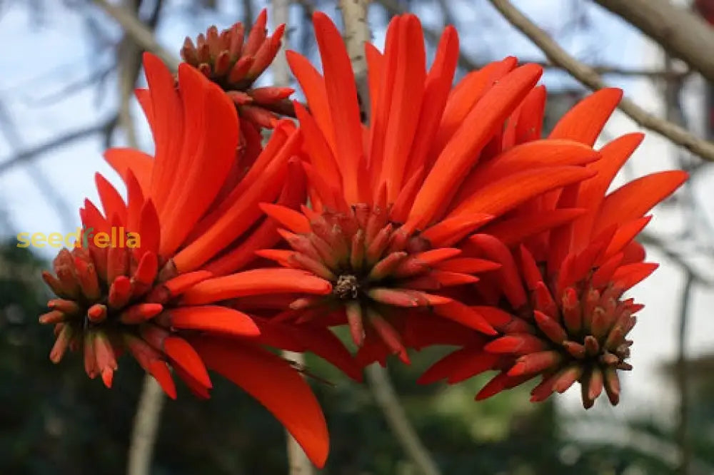 Red Coral Tree Seeds - Erythrina Corallodendron For Planting Flower