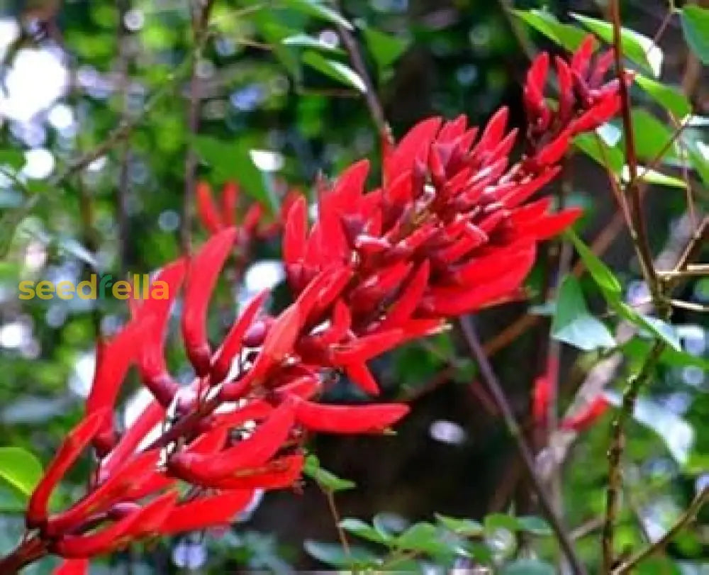 Red Coral Tree Seeds - Erythrina Corallodendron For Planting Flower