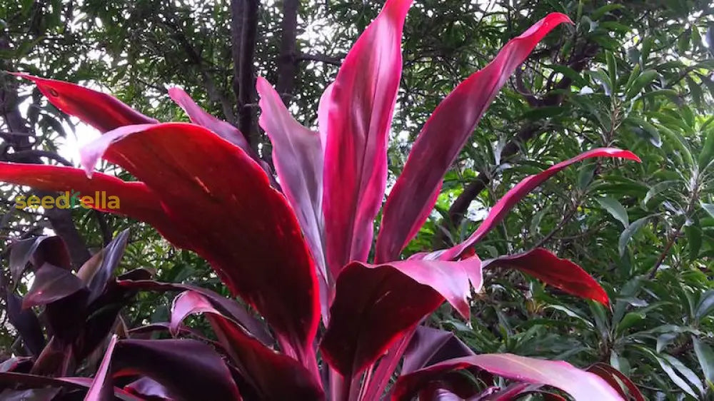 Red Cordyline Rubra Planting Seeds  Vibrant Perennial For Gardens Plant Seeds