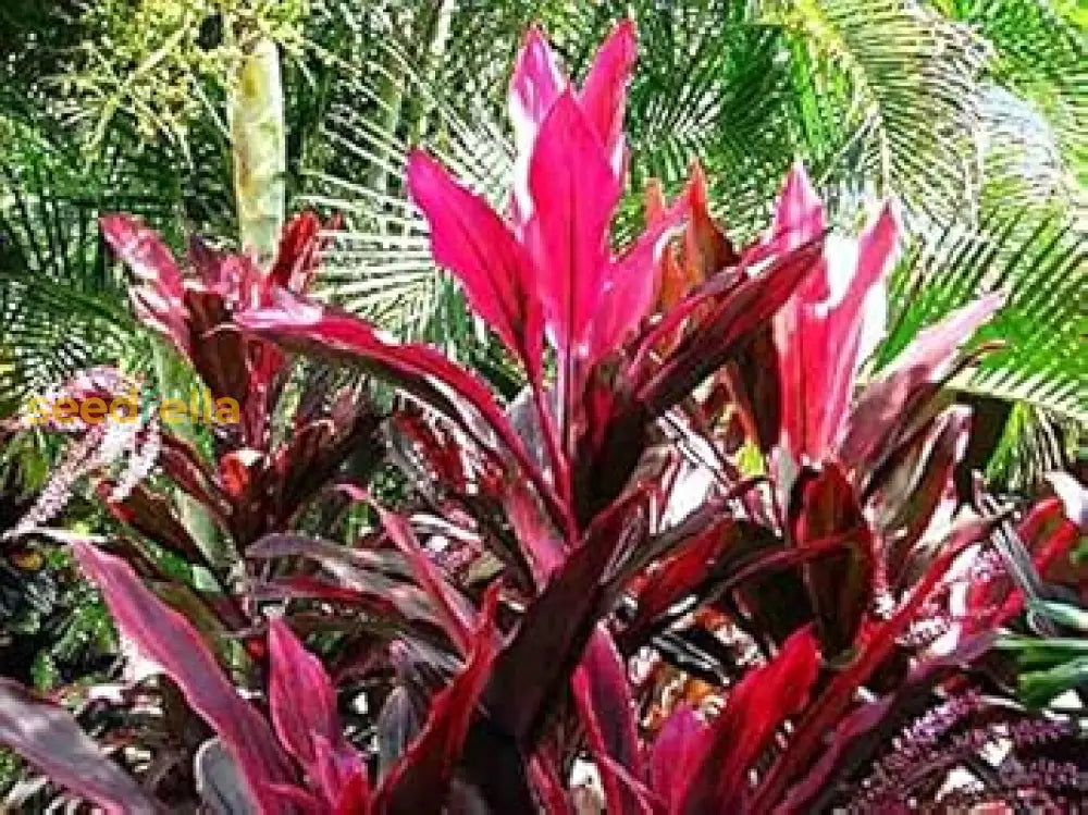 Red Cordyline Rubra Planting Seeds  Vibrant Perennial For Gardens Plant Seeds