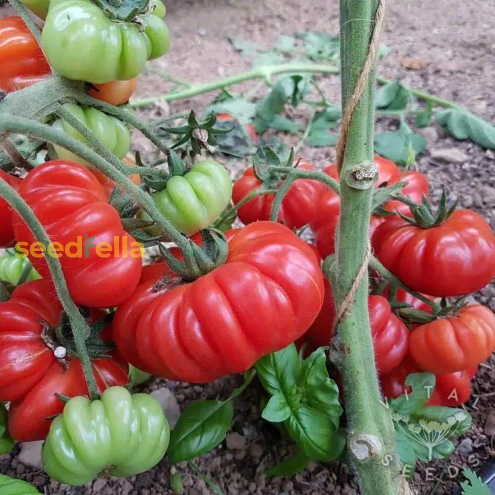 Red Costoluto Tomato Seeds For Vegetable Gardening - Easy Planting Seeds