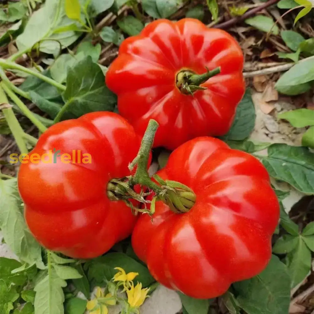 Red Costoluto Tomato Seeds For Vegetable Gardening - Easy Planting Seeds