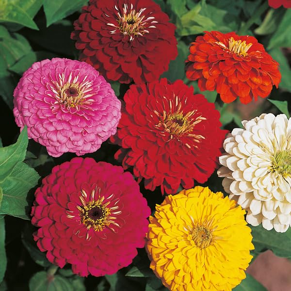 Zinnia Flower Seeds in Red and Cream for Planting