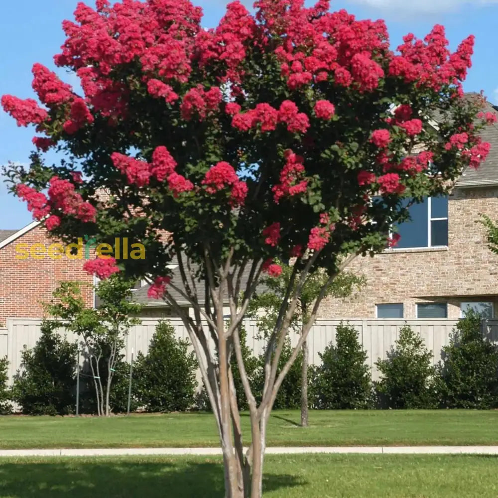 Red Crepe Myrtle Seeds Lagerstroemia Indica Deciduous Flowering Tree Or Shrub Low Maintenance Hedge