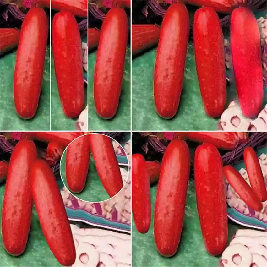 Red cucumber seeds ideal for backyard gardens