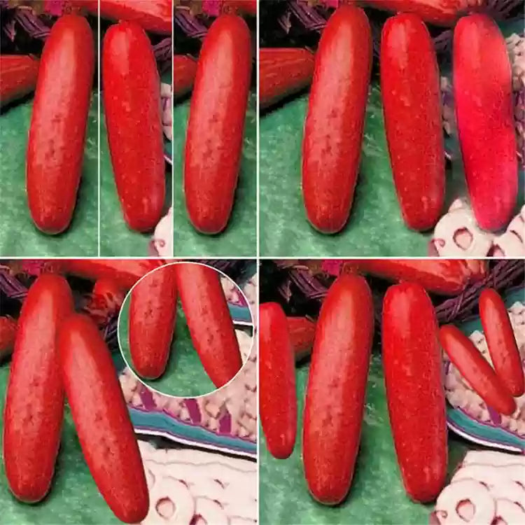 Red Cucumber vine seeds for easy garden growing