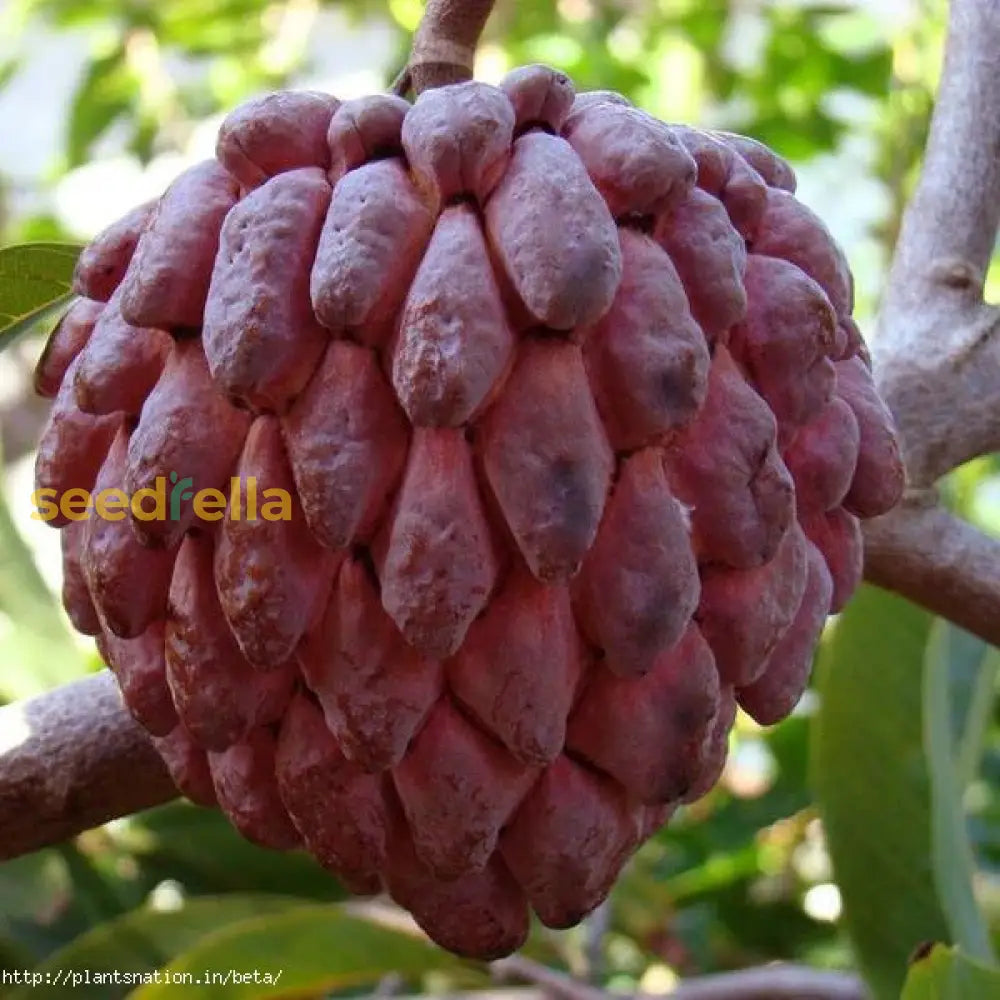 Red Custard Apple Tree Seeds for Easy Planting