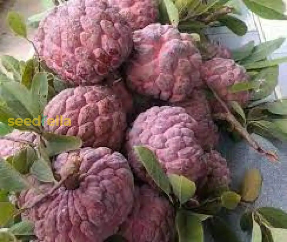 Red Custard Apple Tree Seeds For Planting  Grow Your Own Delicious Fruit