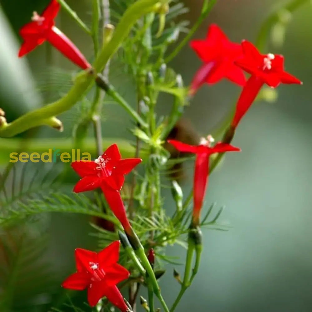 Red Cypress Flower Planting Seeds - Grow Vibrant Flowers For Your Garden