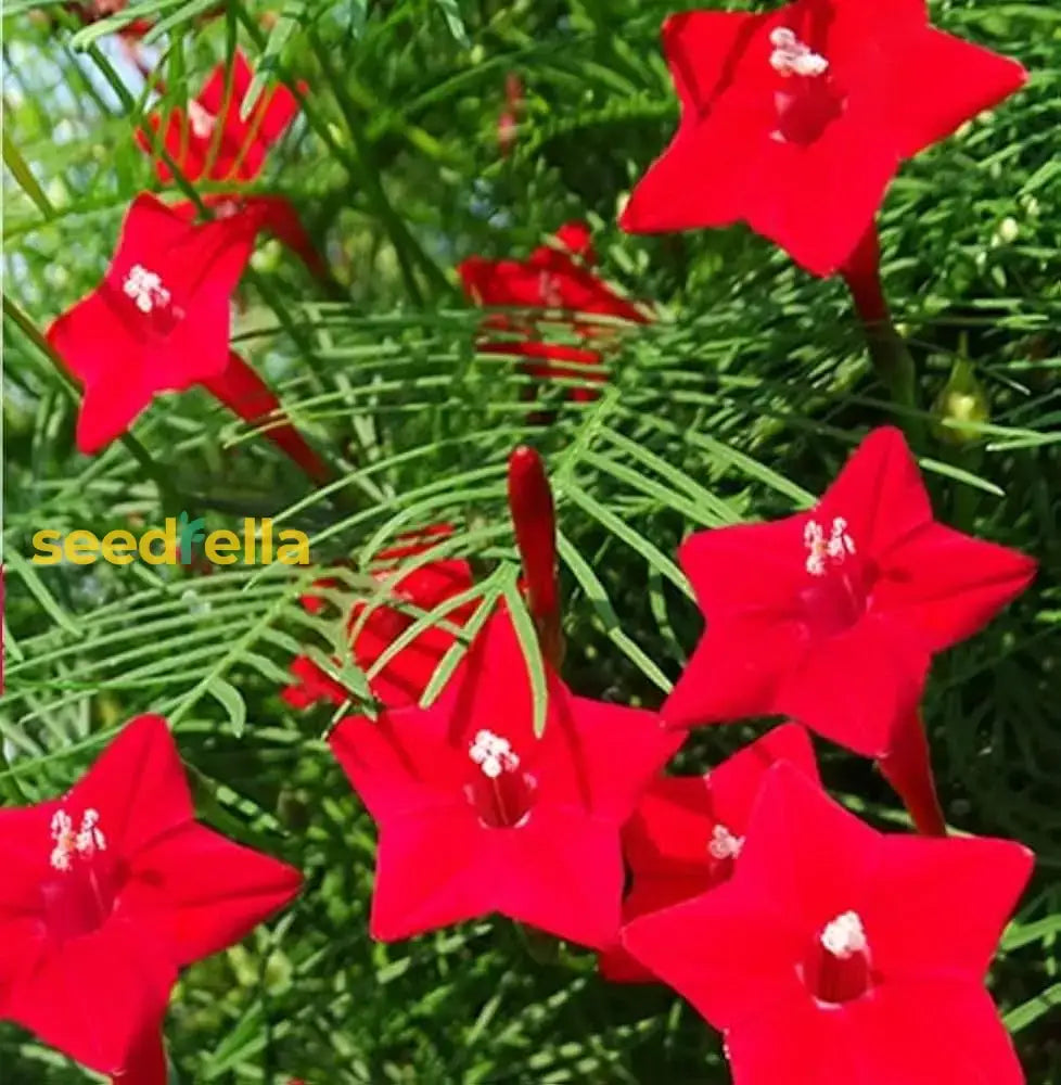 Red Cypress Flower Planting Seeds - Grow Vibrant Flowers For Your Garden