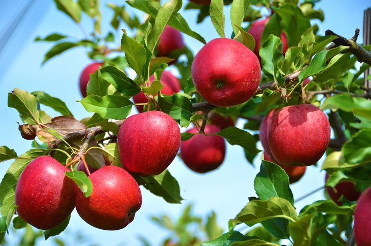 Red Delicious Apple Seeds – Non-GMO Paradise Apple Tree