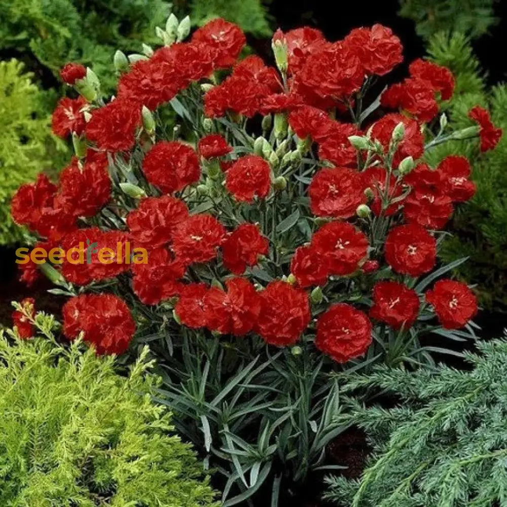 Red Dianthus Caryophyllus Flower Seeds For Planting