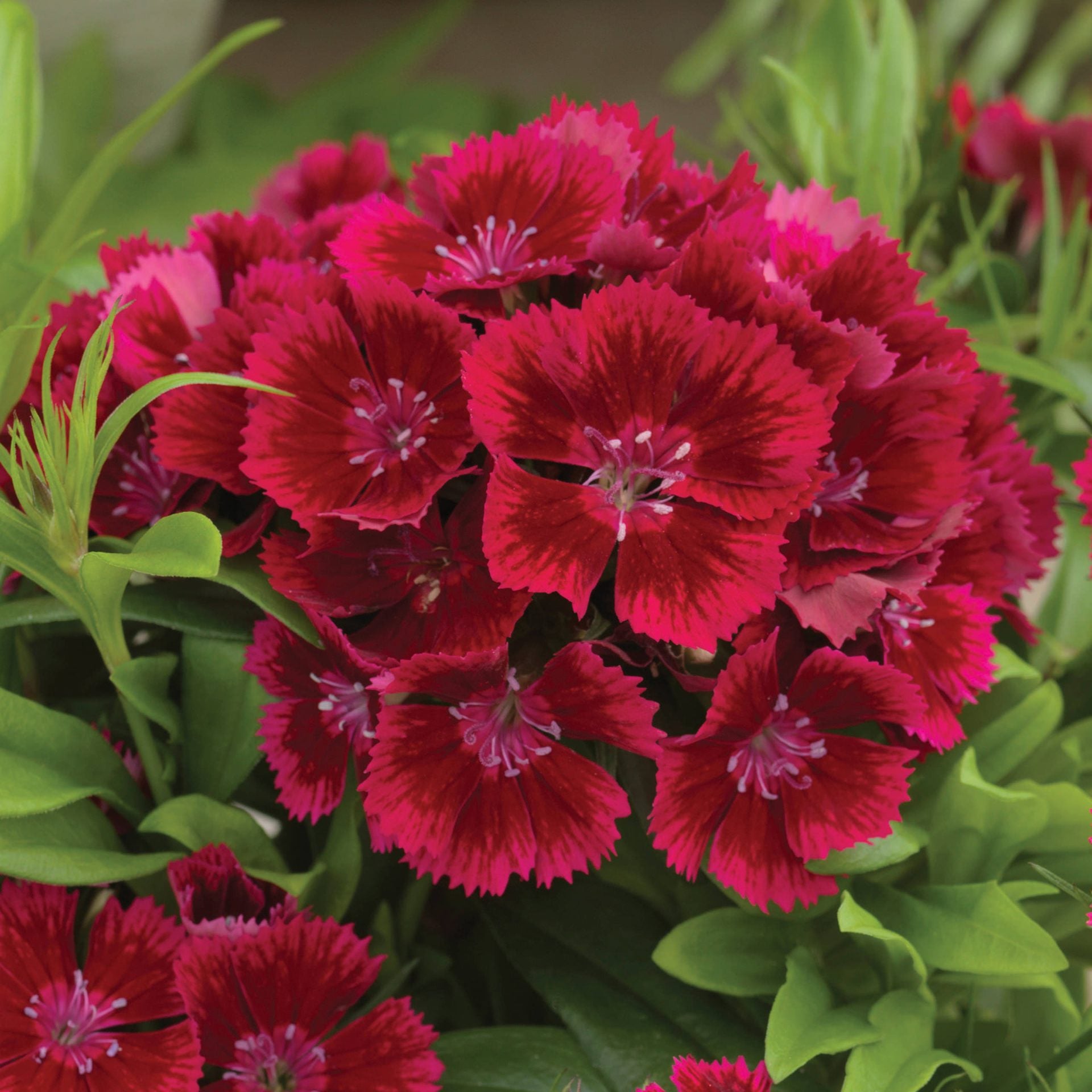 Red Dianthus Caryophyllus Flower Seeds for Planting