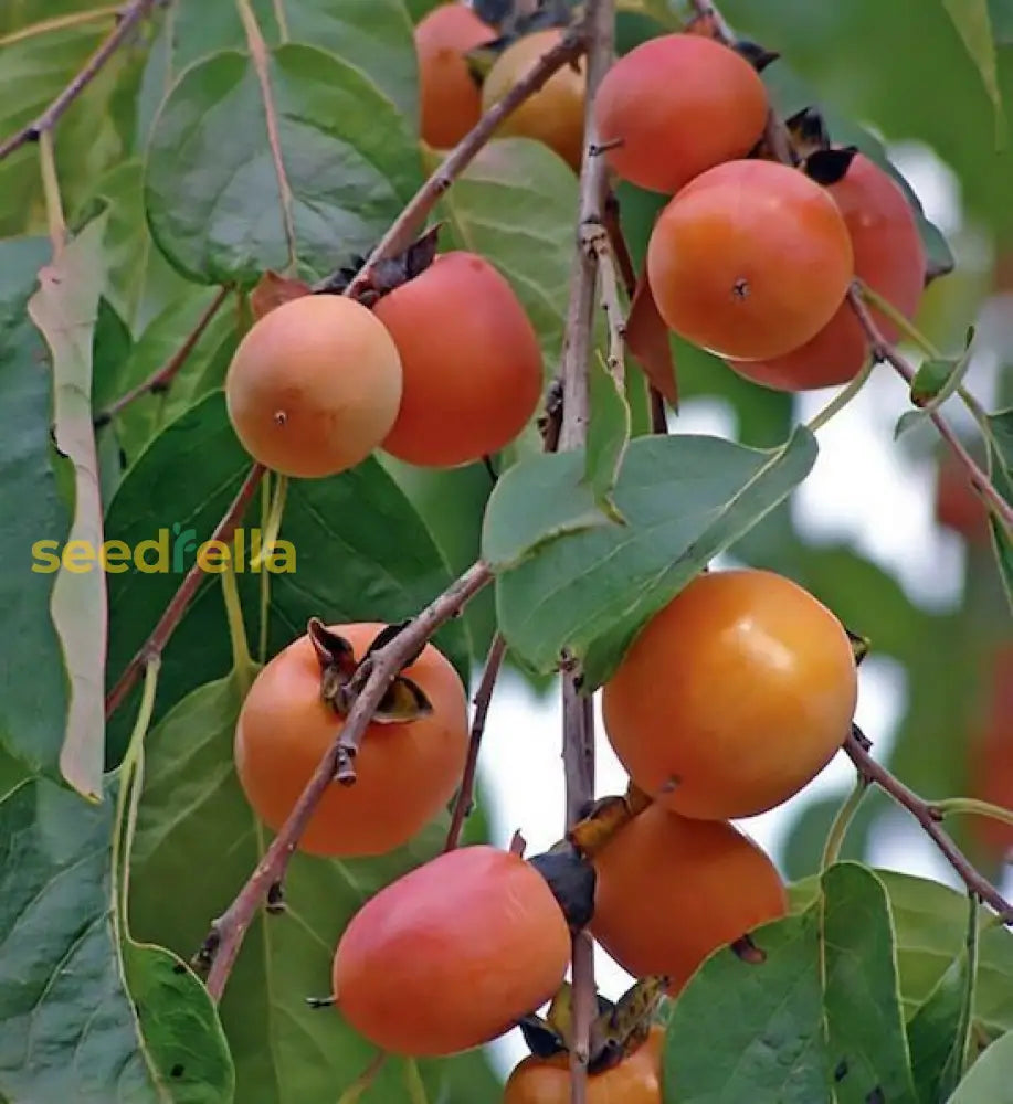 Red Diospyros Seeds for Easy Home Planting