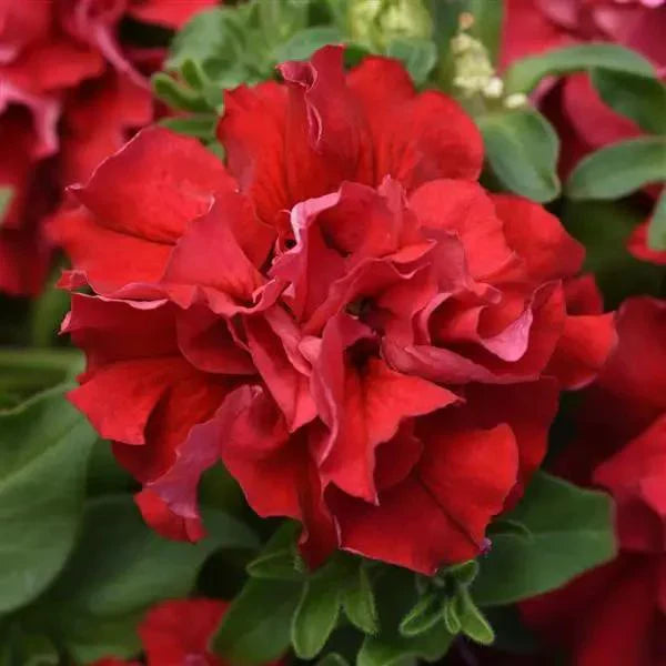 Red Double Petunia ruffled flowers