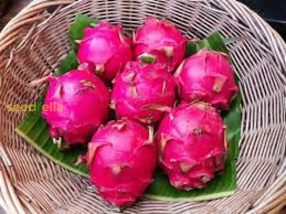 Red Dragon Fruit Seeds For Planting - Grow Tropical Plants In Your Garden