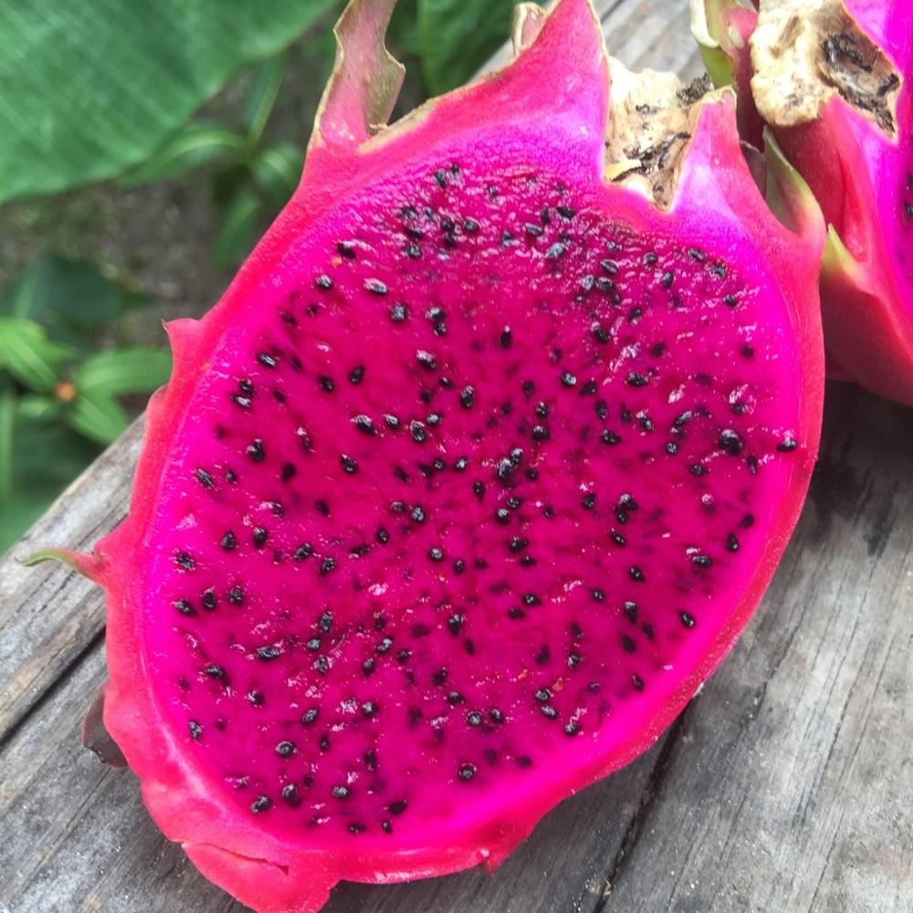 Pitaya Fruit Seeds For Planting - Add Unique Flavor To Your Garden