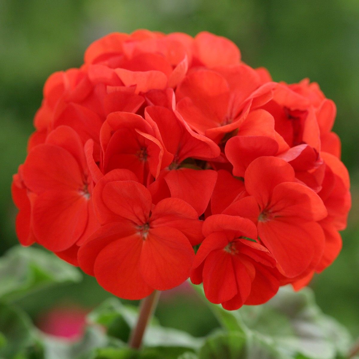 Red Edge Geranium Flower Seeds for Garden Planting