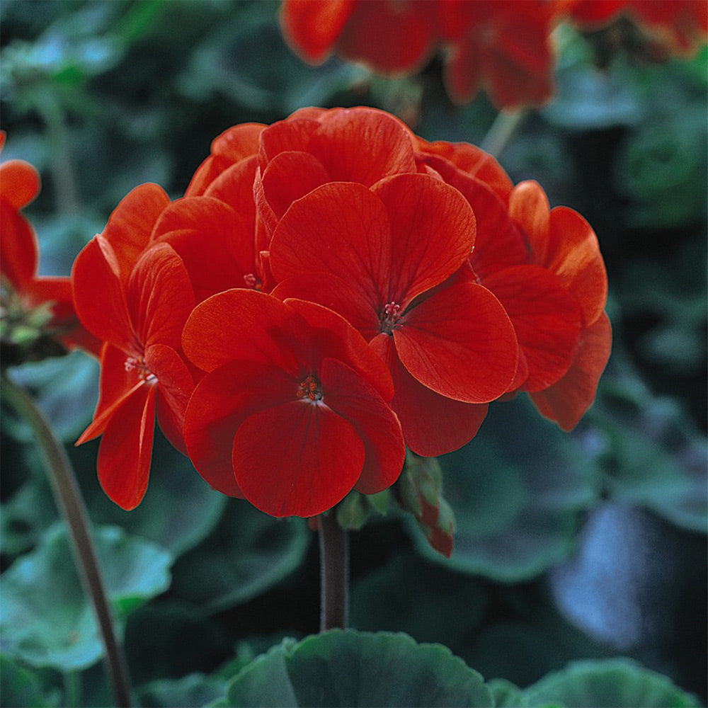 Red Edge Pelargonium Seeds for Ornamental Planting