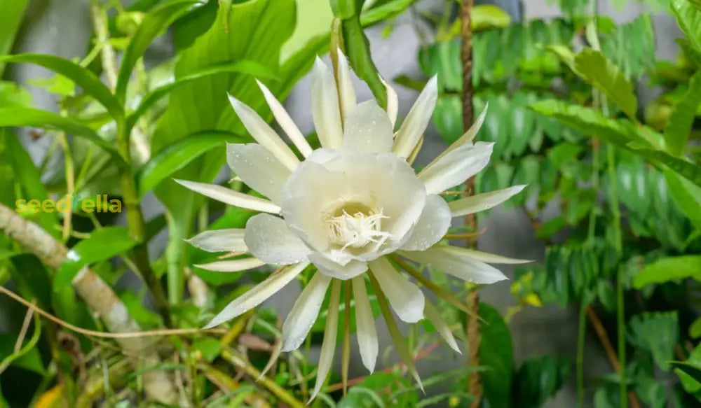 Red Epiphyllum Oxypetalum Flower Planting - Seeds For Stunning Night-Blooming Cactus In Your Garden