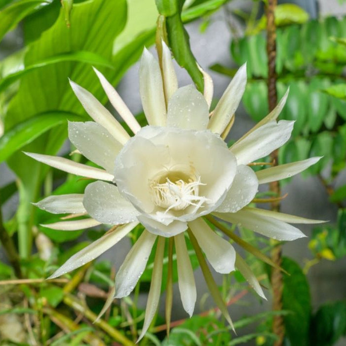 Red Epiphyllum Oxypetalum Flower Seeds for Planting