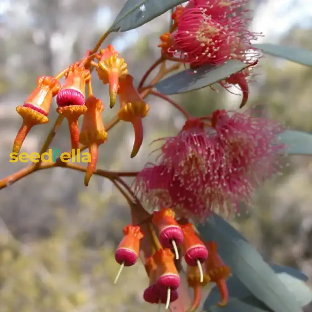 Red Eucalyptus Torquata Tree Planting  Seeds For Stunning Growth And Vibrant Color Flower