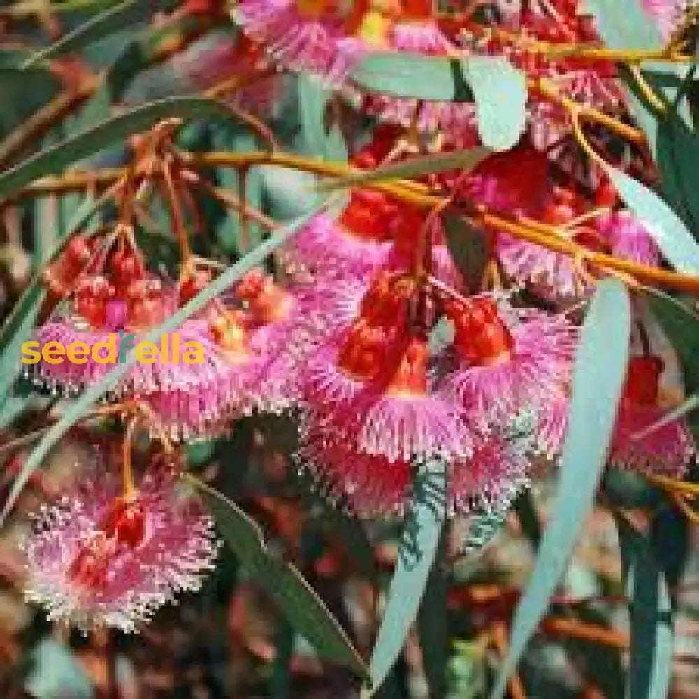 Red Eucalyptus Torquata Tree Planting  Seeds For Stunning Growth And Vibrant Color Flower