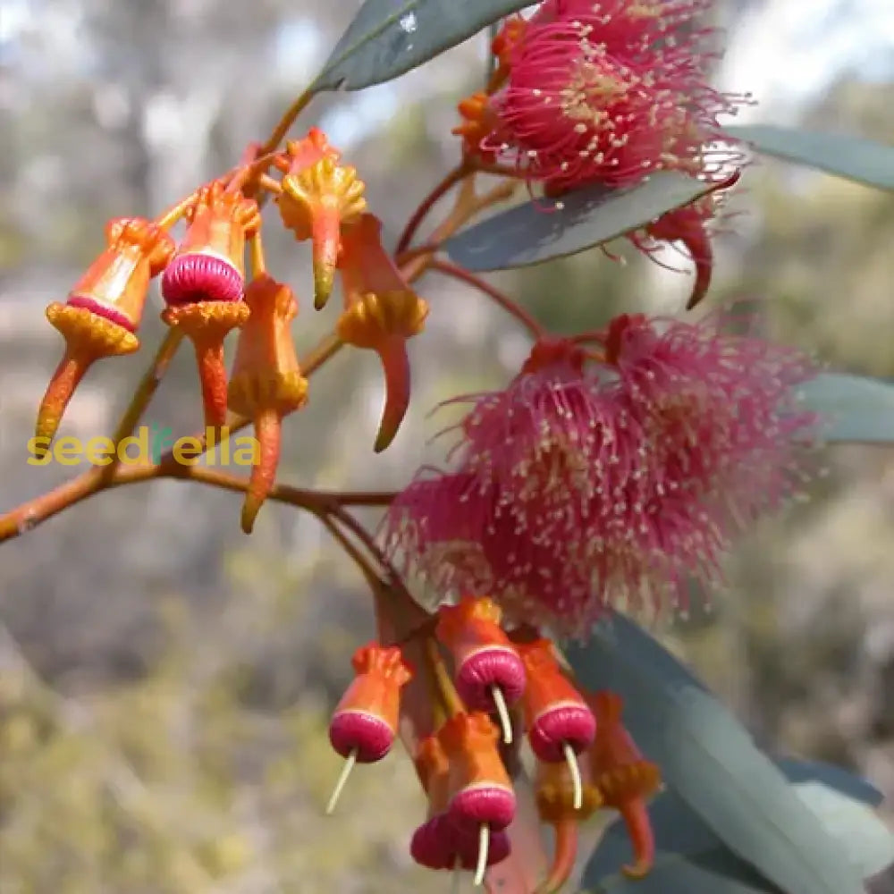 Red Eucalyptus Torquata Tree Planting  Seeds For Stunning Growth And Vibrant Color Flower