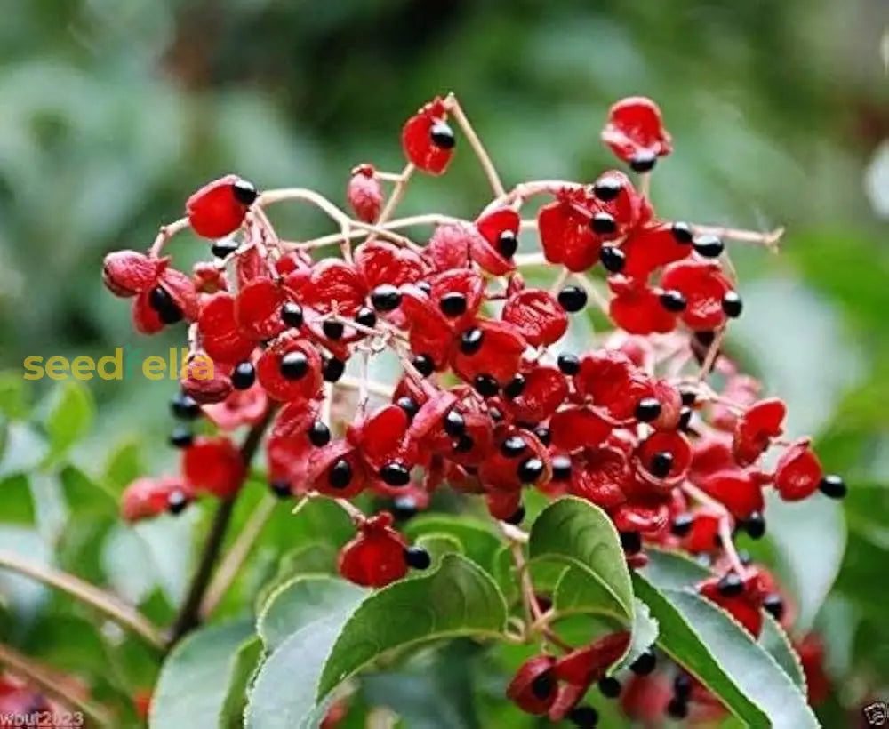 Red Euscaphis Tree Seeds For Planting - Rare Ornamental Plant Seeds